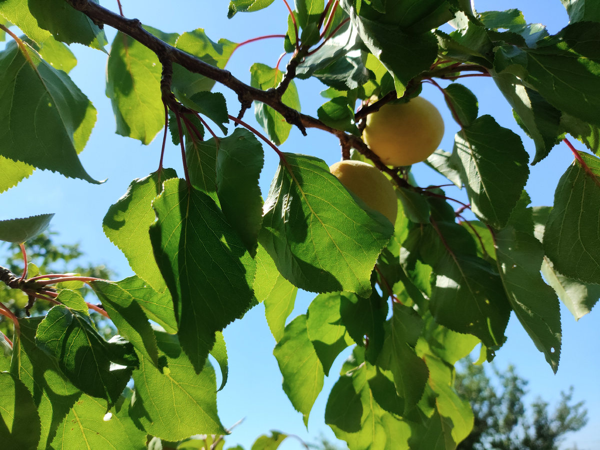 Таам еще парочка на подходе