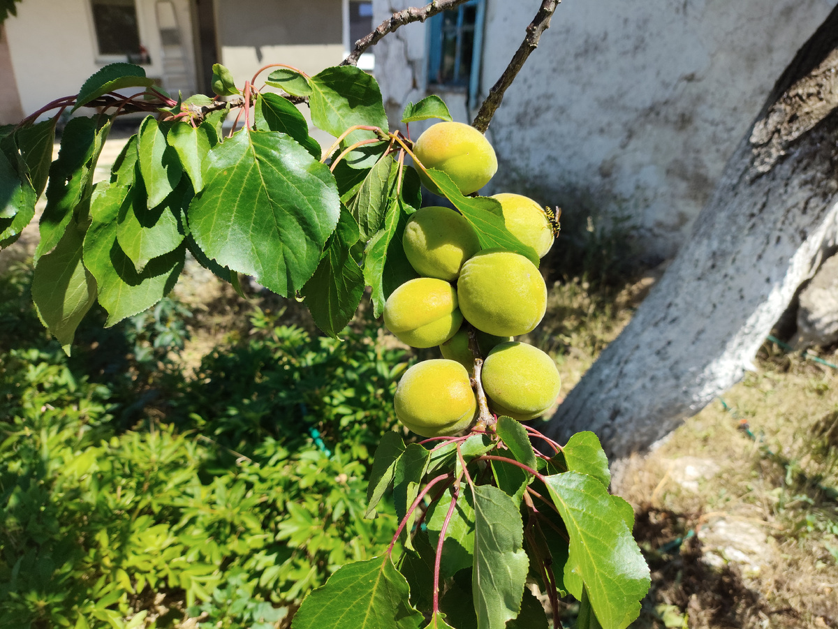 А эти совсем зеленые.... Но много )))