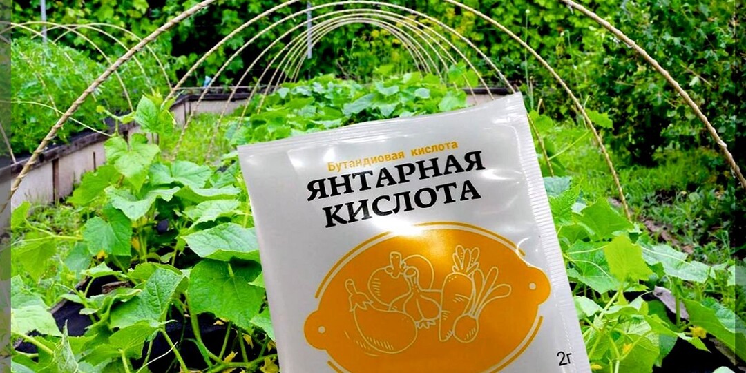 Садово-огородный ликбез: отвечаем на пятьдесят вопросов подписчиков. Июль 2025. Часть 2