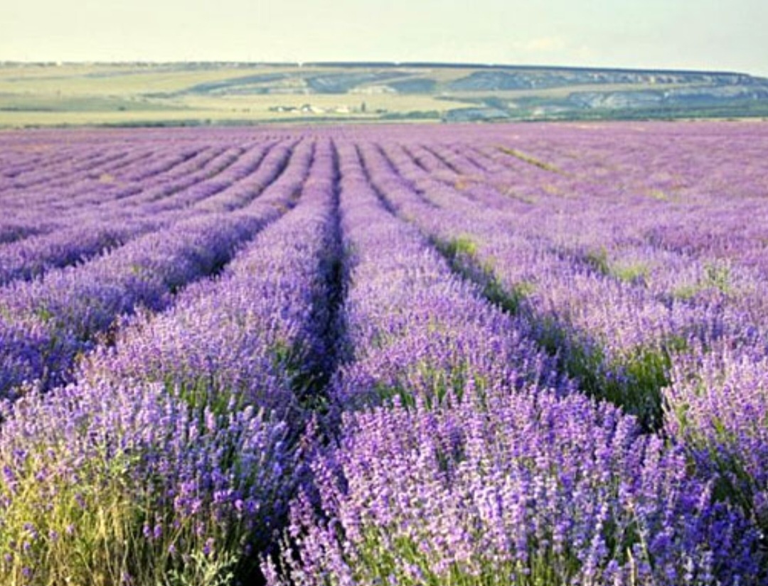 Фото из общего доступа