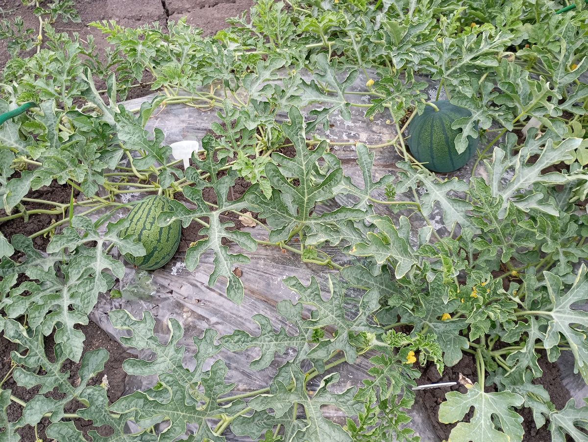 Арбузы Яносик и Жарок. фото автора.