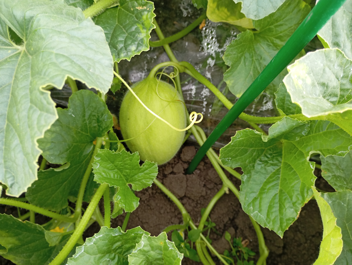 Дыня Принцесса Светлана.