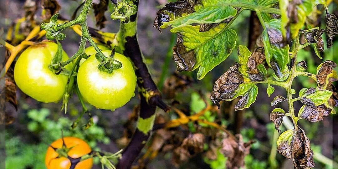 Пятна на листьях томатов во второй половине лета: как предотвратить появление на томатах грибковых заболеваний
