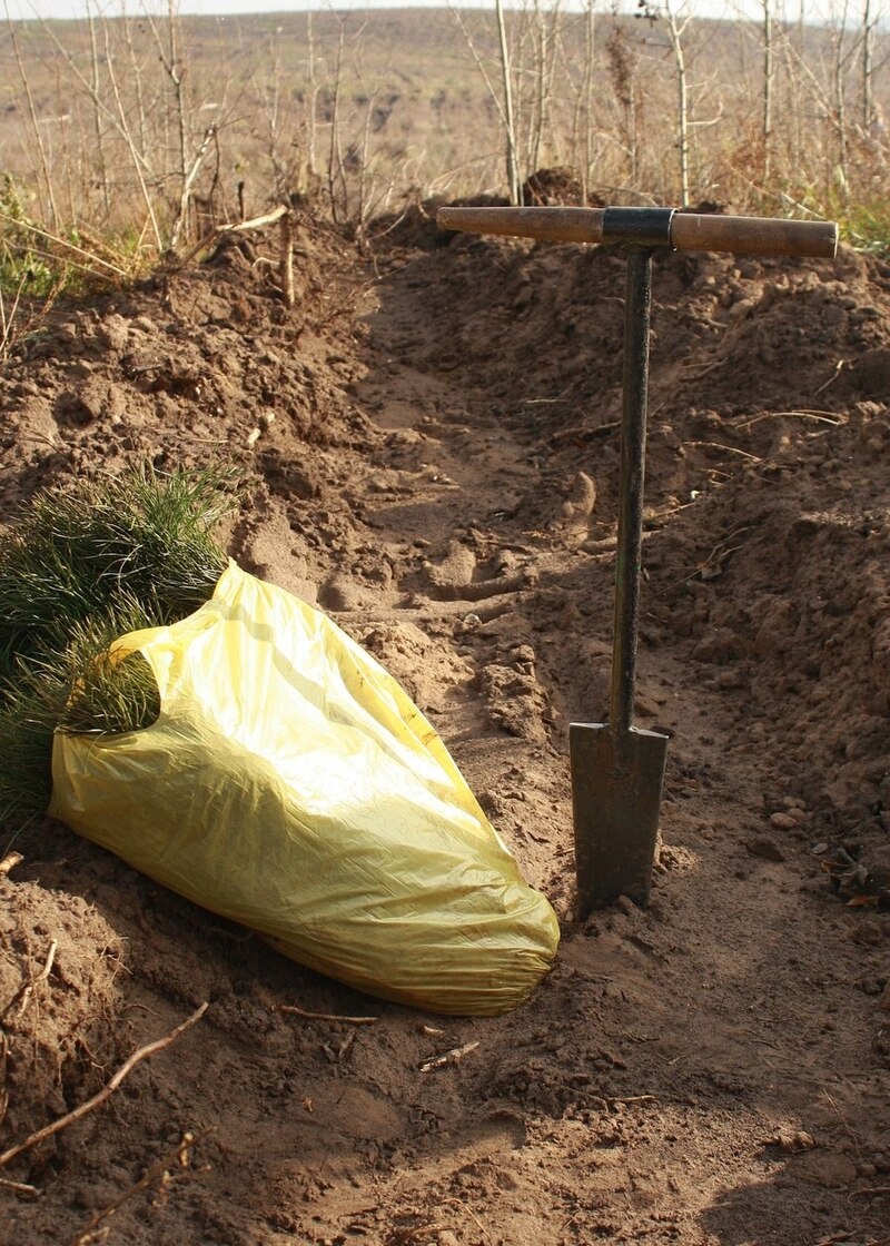 Иллюстрация из интернета. Авторство: Valera N. Trubin