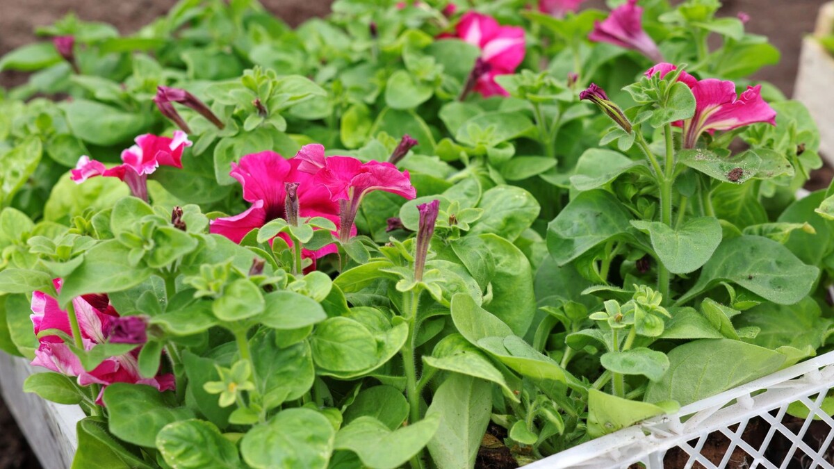    Фото: Андрей Ткачев / «Ямал-Медиа»