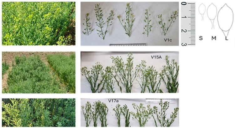    Селекция рыжика посевного набирает обороты