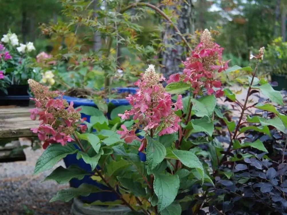 Гортензия Пинки Винки. Фото: прекраснодар.рф