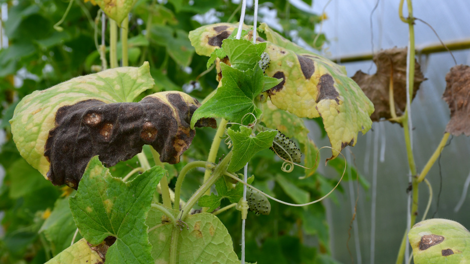 Фото: OlgaSolo / Shutterstock / Fotodom