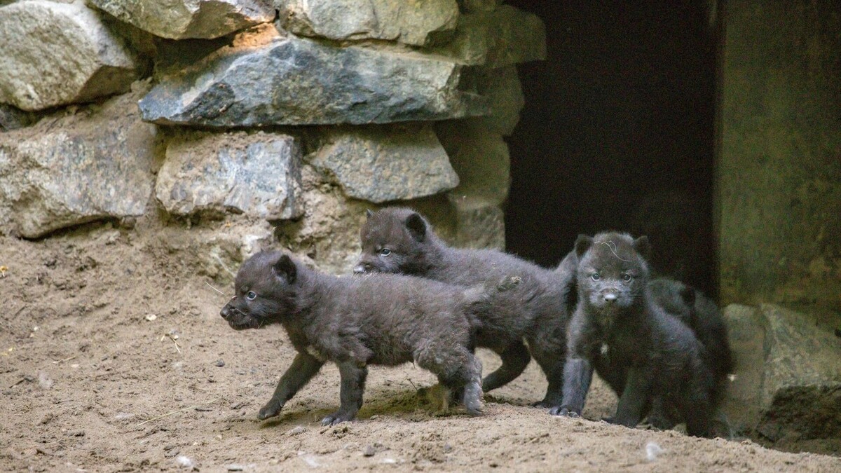     Источник: Новосибирский зоопарк.