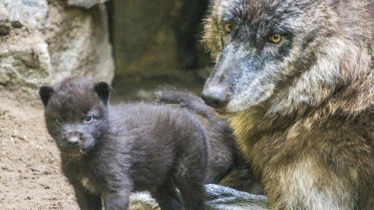     Источник: Новосибирский зоопарк.