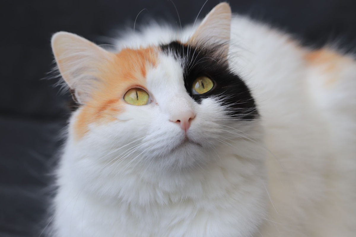 Это не просто окрас, а настоящее произведение искусства природы.