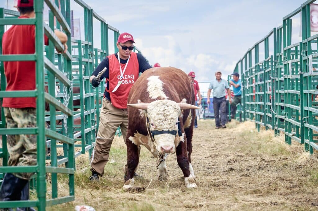    Быков будут выбирать со всего Казахстана / фото: ИЦ «Jańa Dala / Green Day ‘2025»