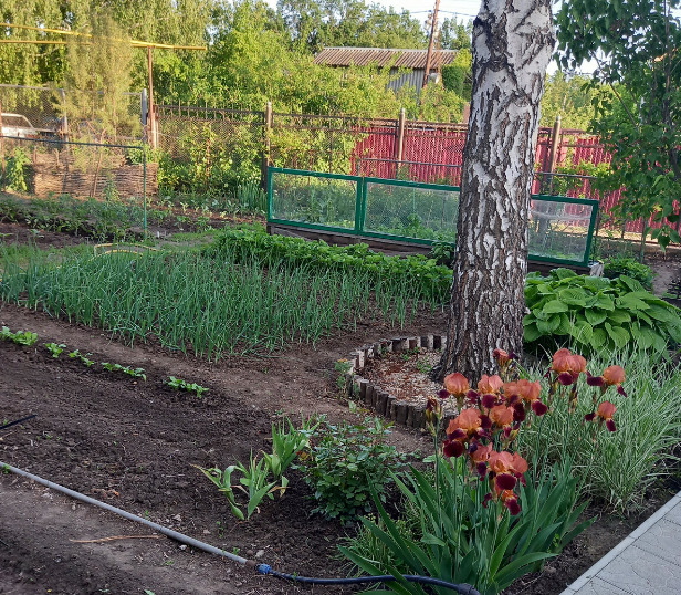 Сажаю лук в начале мая.