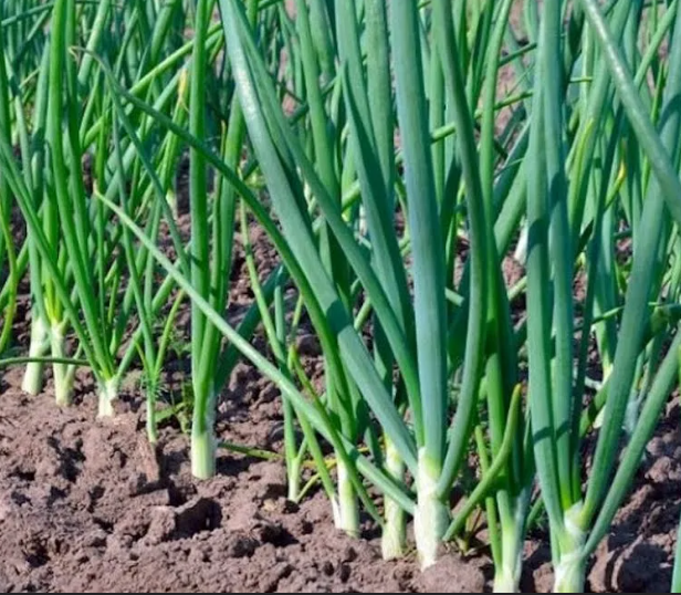 как же без своего лучка?