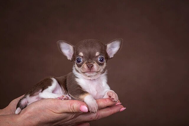 Маленький размер, но отважное сердце.