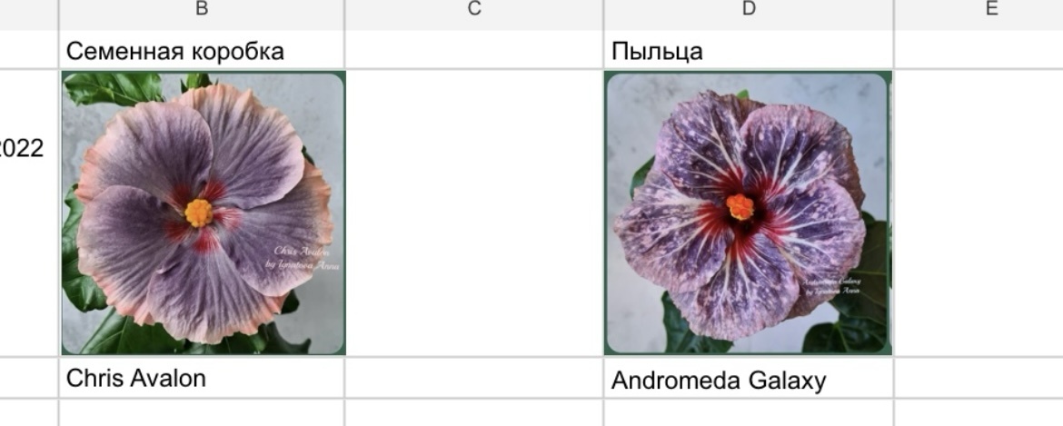 Семена были куплены у Анны Игнатовой