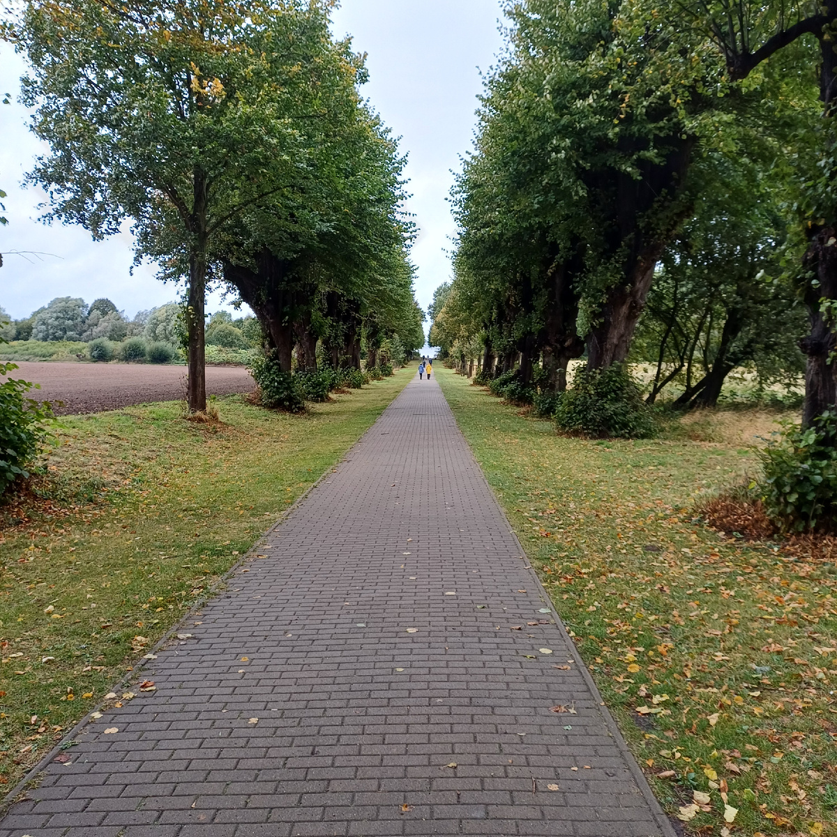 Фото автора. Аллея, ведущая к пляжу на балтийском море. Ноябрь 2025 года.