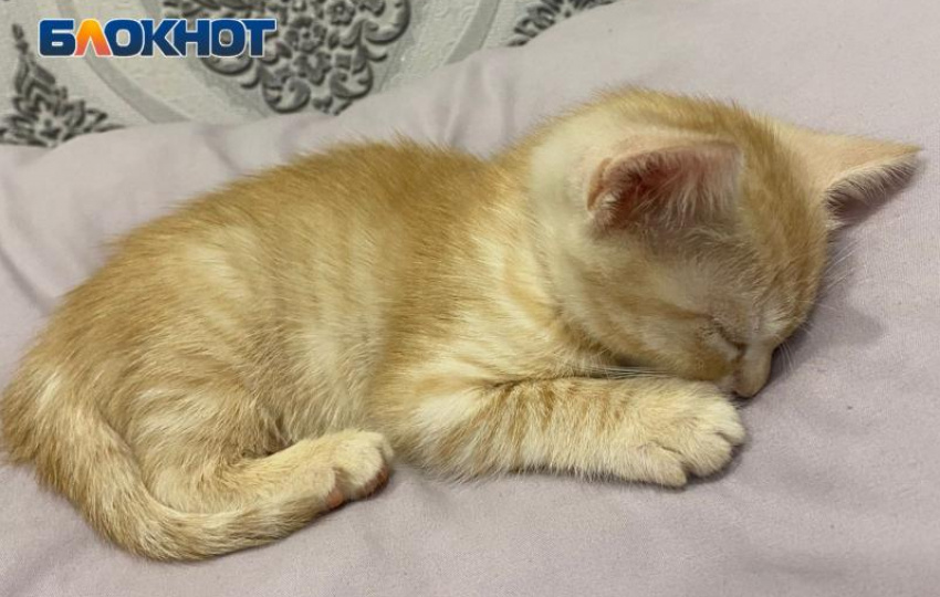 Волжане подцепили опасных паразитов от своих кошек