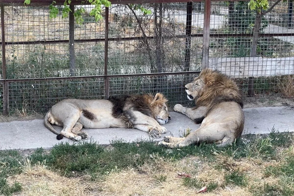    Сафари-парк после несчастного случая не закрывали для посетителей.