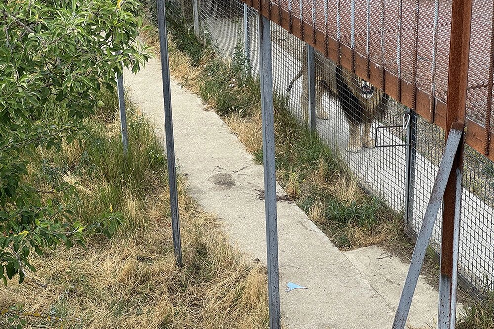    На этом месте лев напал на Олега Зубкова. На дорожке остались следы крови. Фото: АиФ-Крым/ Глеб Задворнов