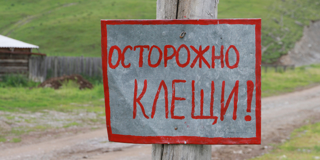 Вырос с монету. Сибиряк принял клеща в заднем проходе за геморрой и ходил с ним около недели