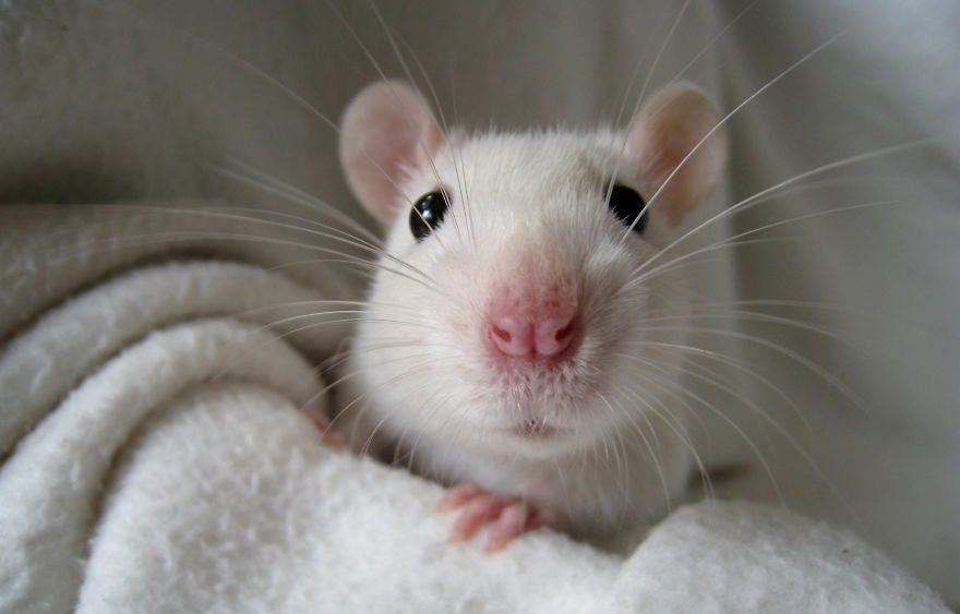 Маленький философ, готовый поделиться своей мудростью.