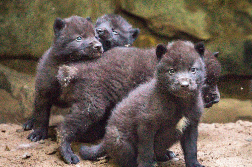    Фото: Новосибирский зоопарк