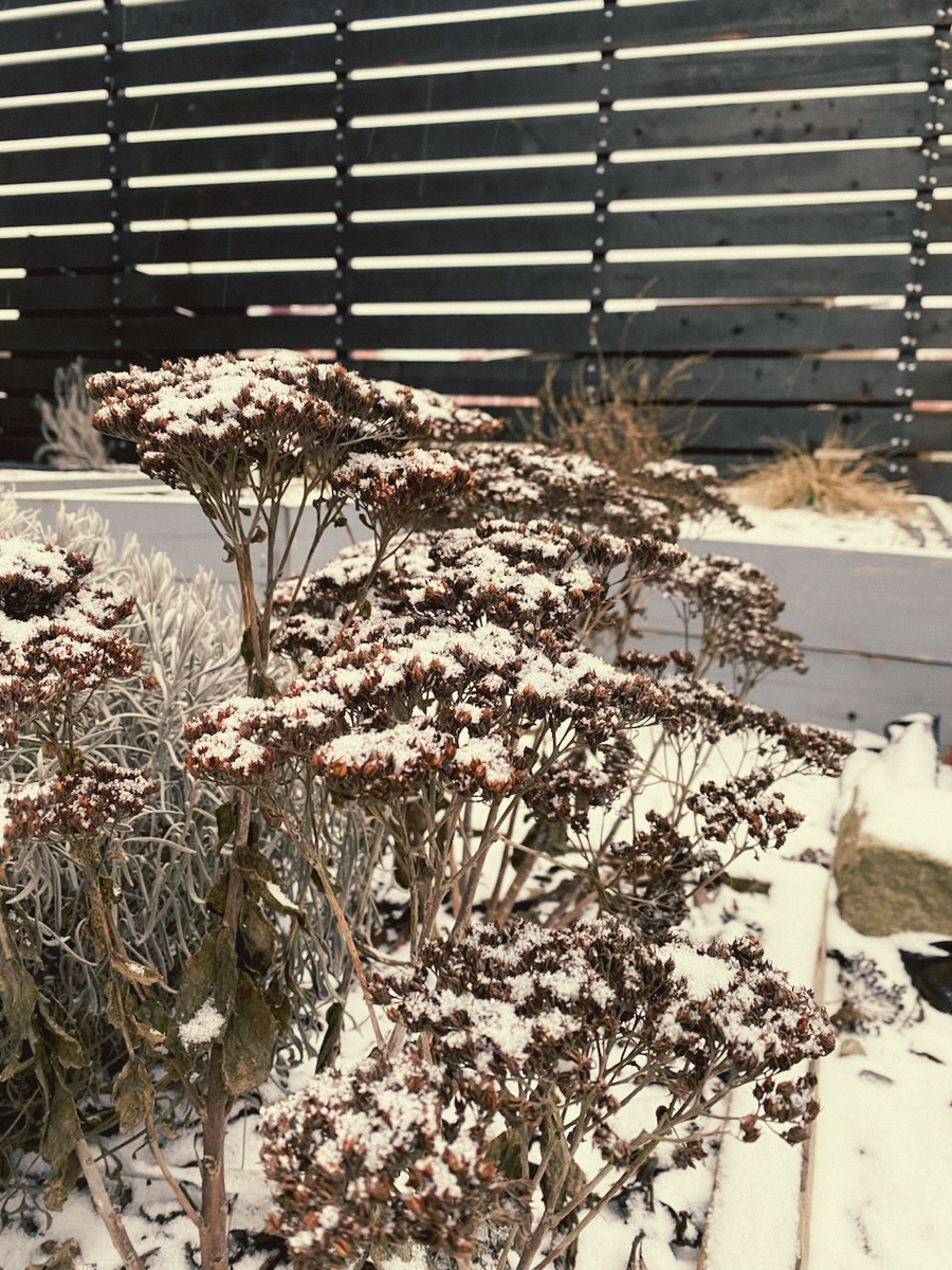 Седум зимой