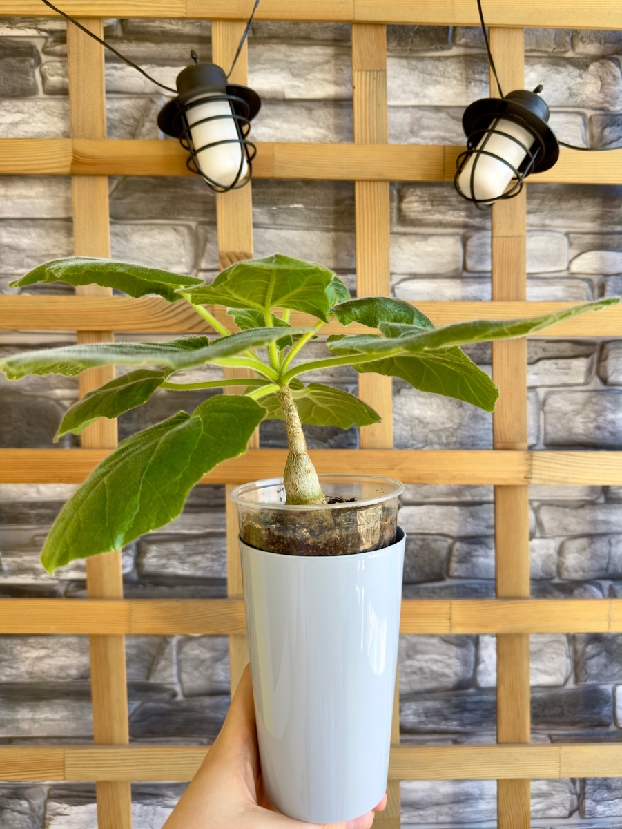 Первый экземпляр