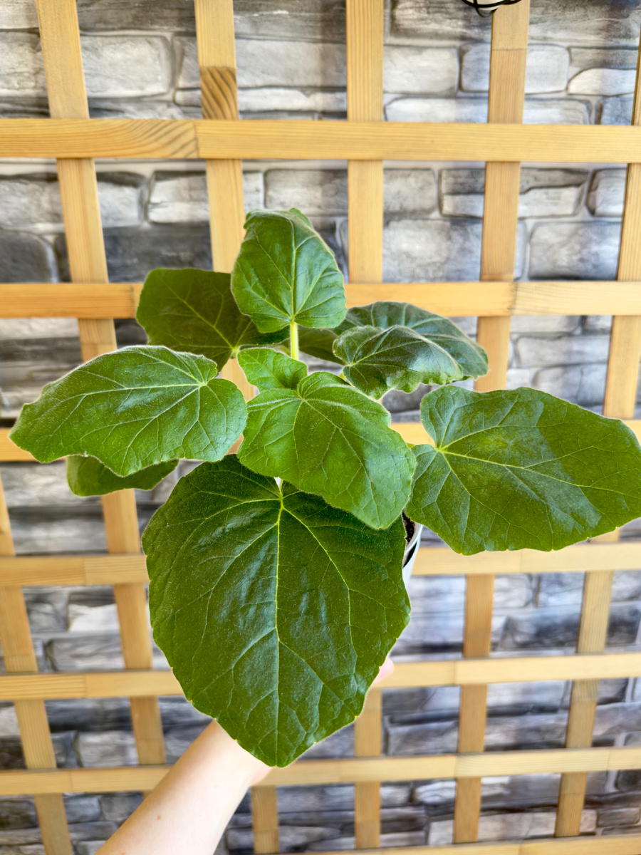 Первый экземпляр