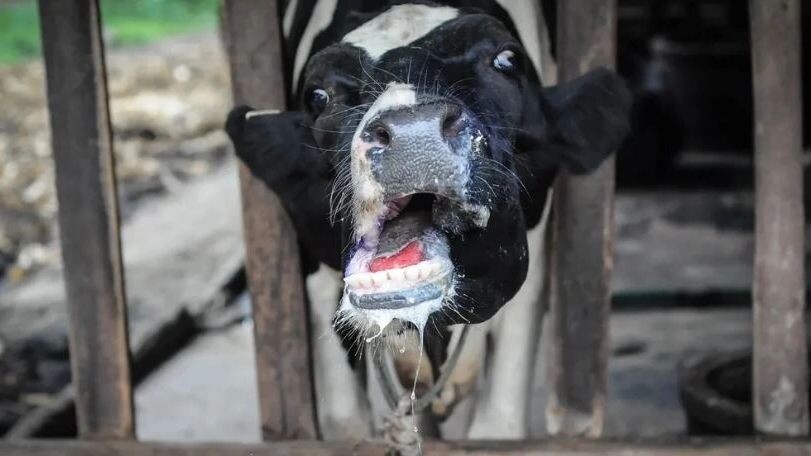    Фото: nathawit immak/Shutterstock/Fotodom