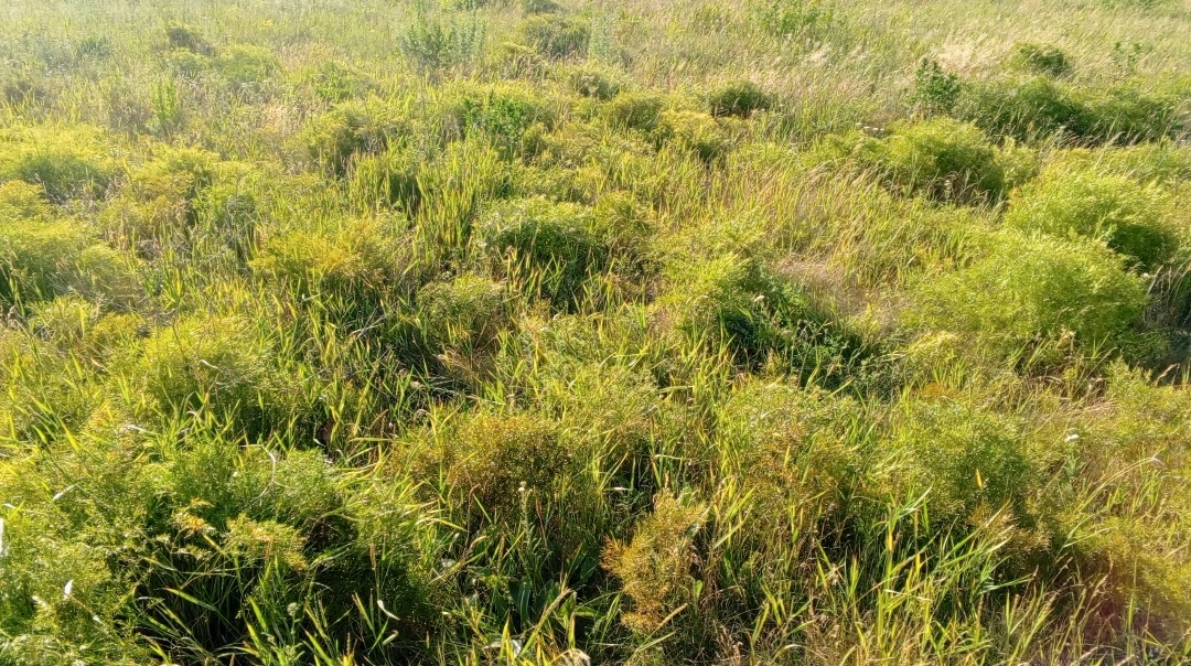 Грибное поле. Фото авторов