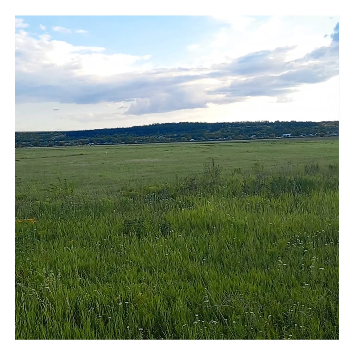 Наше грибное поле