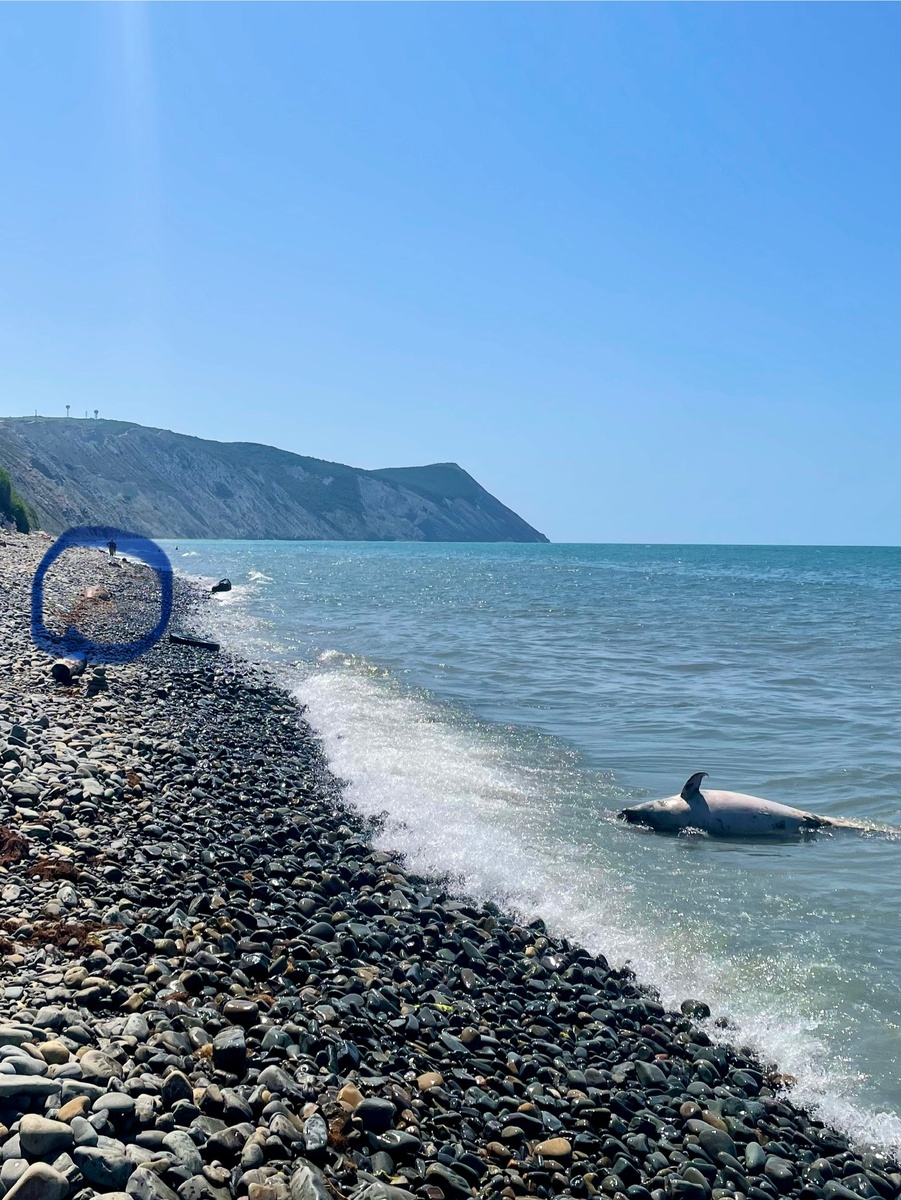 Погибшие дельфины на пляжах Высокого берега
