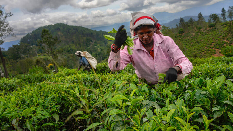 Фото: © Eranga Jayawardena/AP/TASS