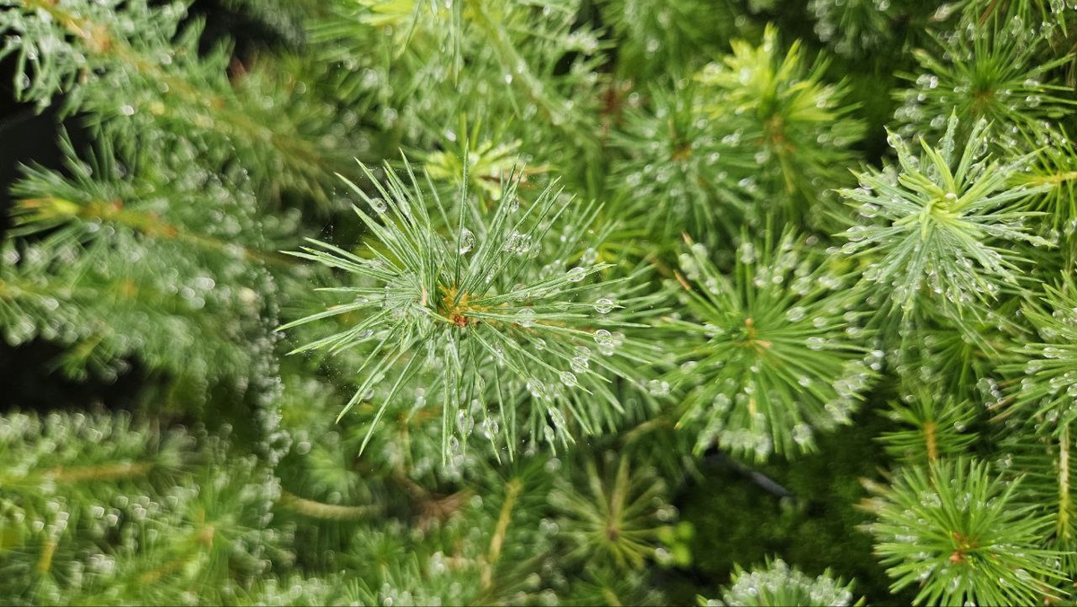     5 млн молодых деревьев высадили в лесах Красноярского края