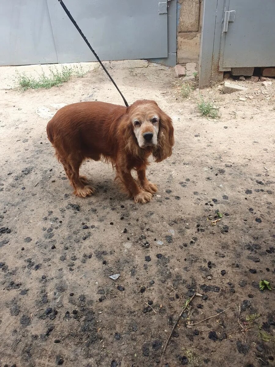 Таким Филю забрали от магазина