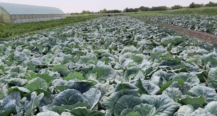    Фото: Пресс-служба Донского филиала ЦОК АПК