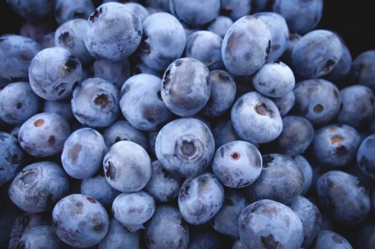    В Томской области установлены официальные сроки сбора черники