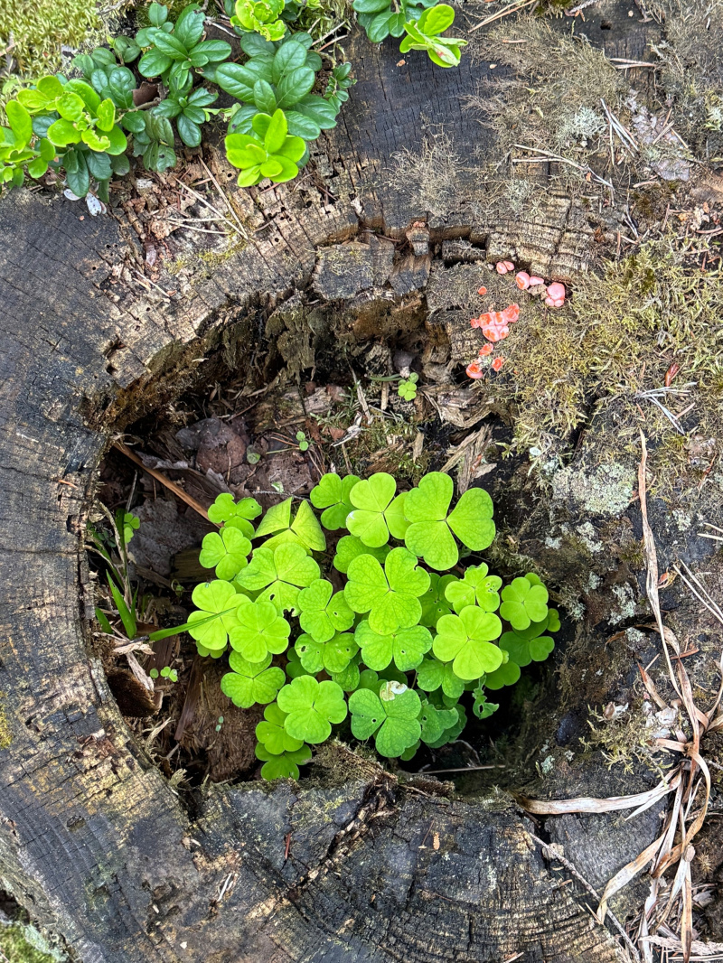    Жители Карелии встретили гриб, который лучше обходить стороной