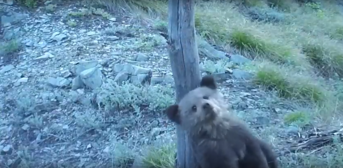     Беззаботного медвежонка заметили на юге Красноярского края