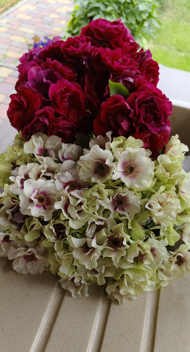 Си Ю , при отцветании уходит в кремово-лаймовый цвет.