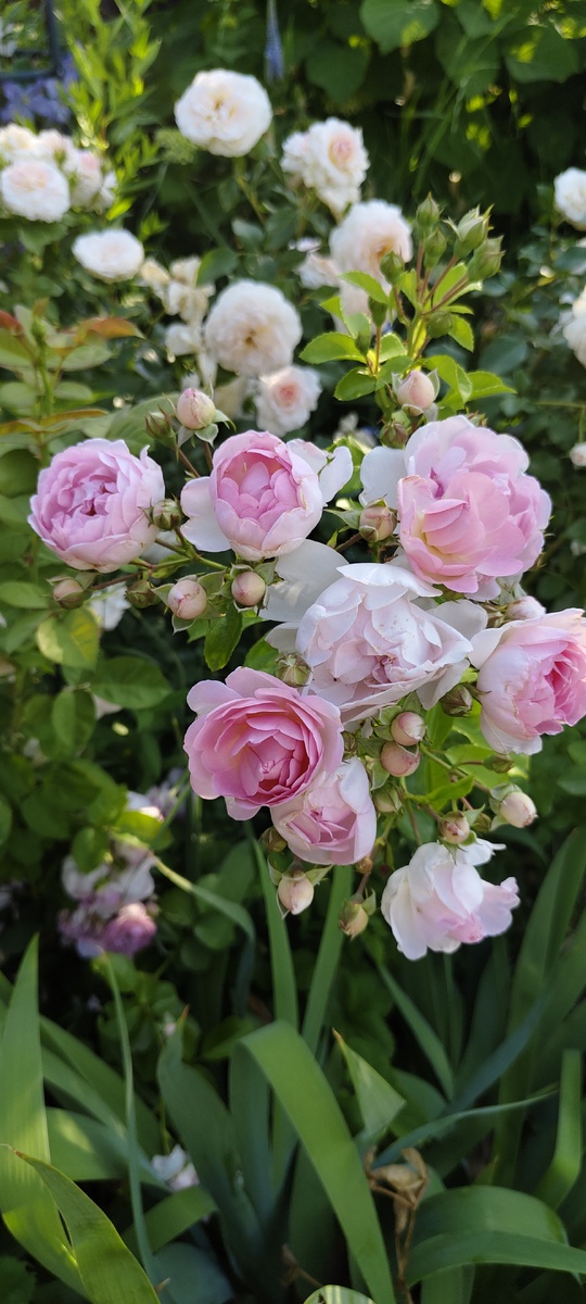 Моя прекрасная Жасмина