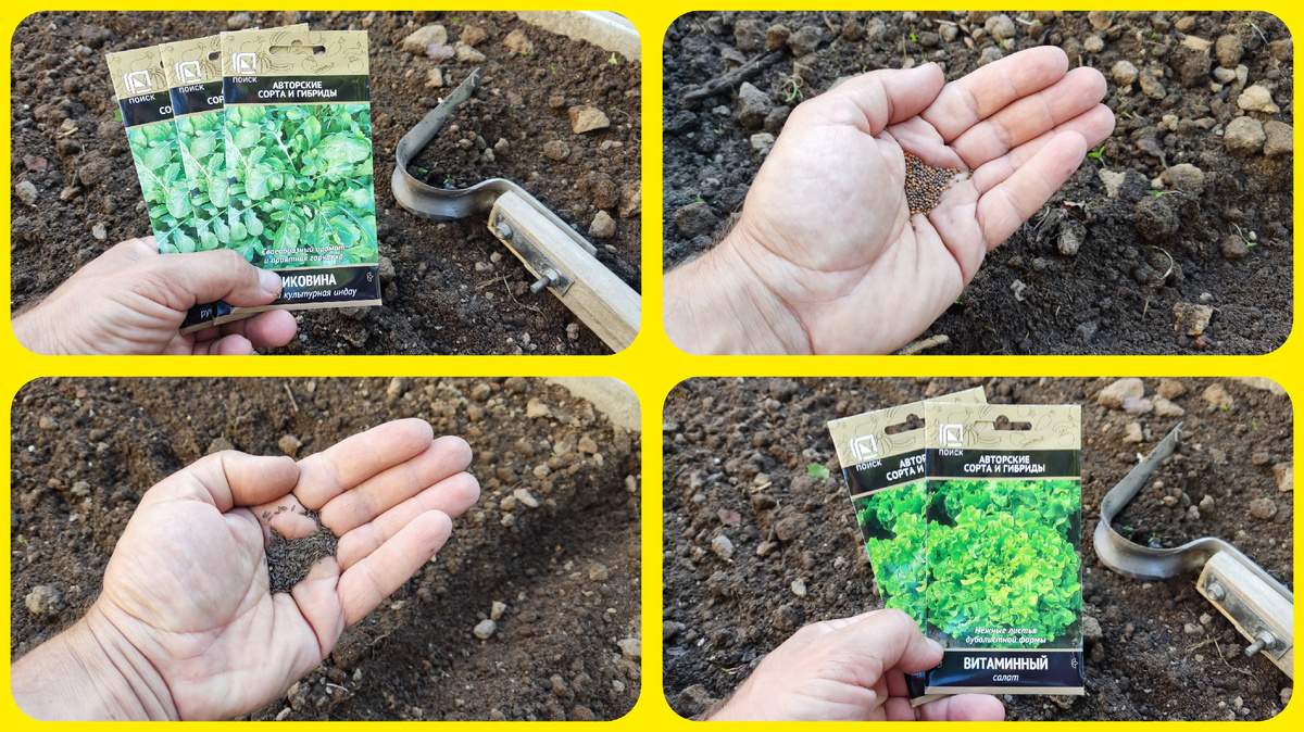 После выкопки луковиц тюльпанов мы сеем на грядки рукколу и листовой салат. 