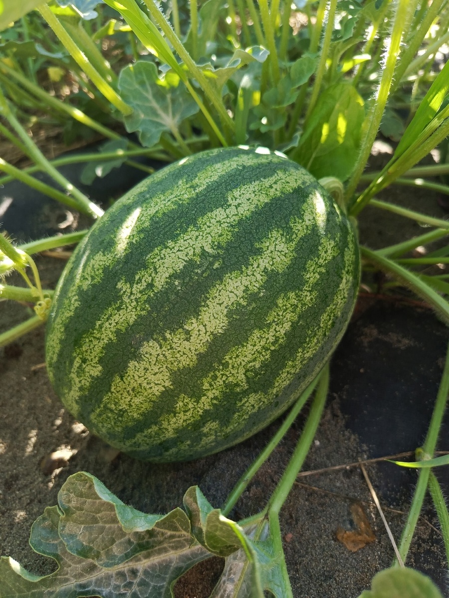 Наш красавец