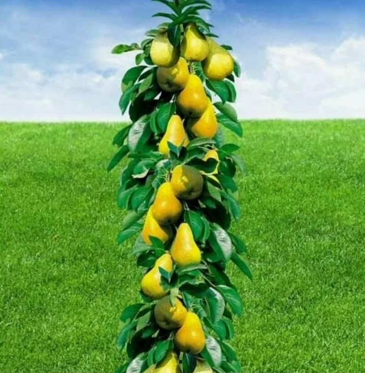 Знакомые чудеса?