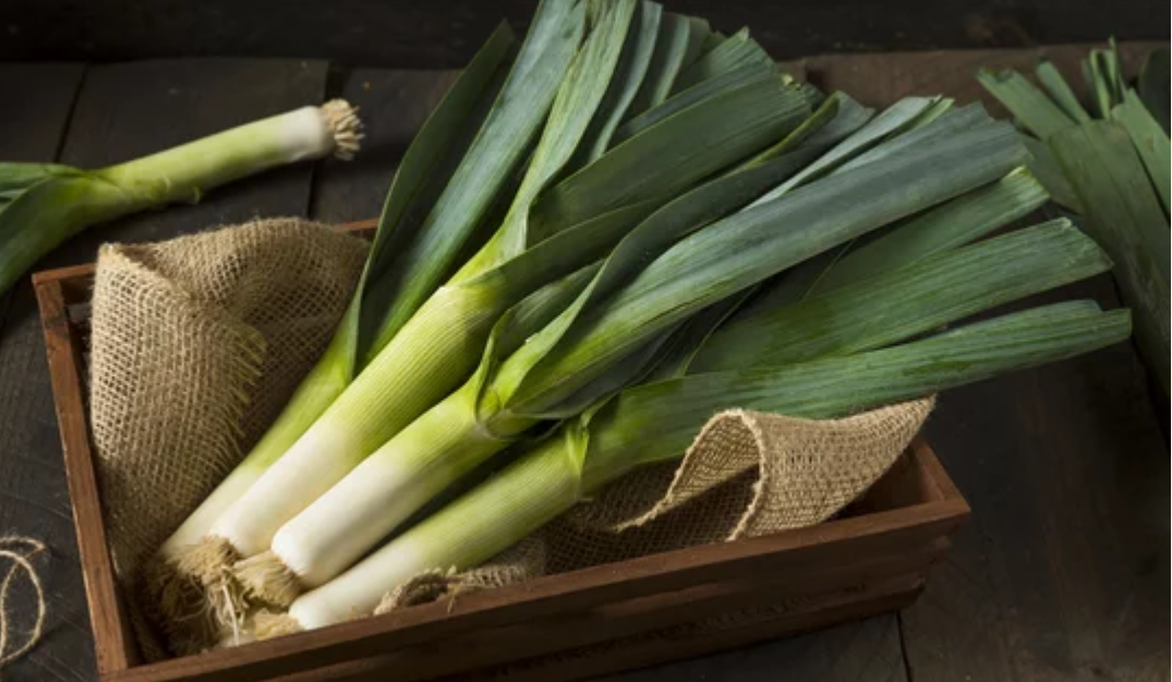 лук порей выращивание