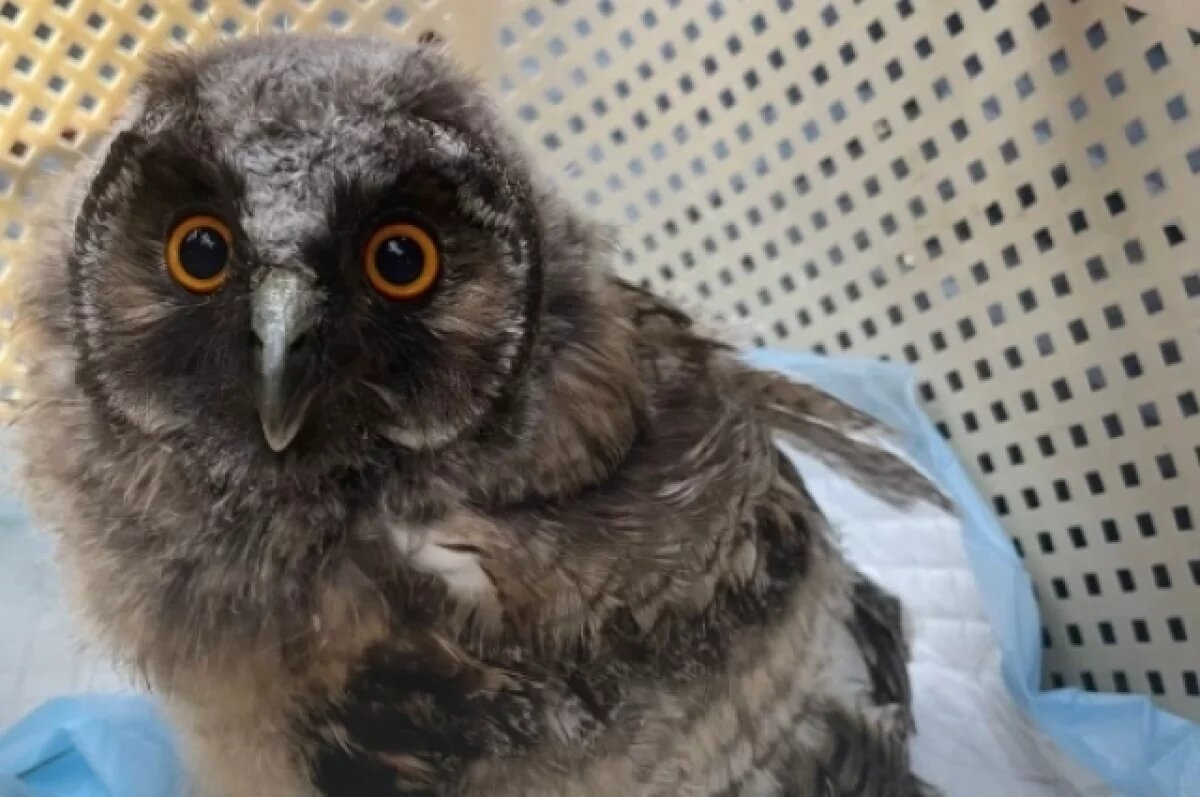    В Челябинске мужчина пытался продать совёнка под видом попугая