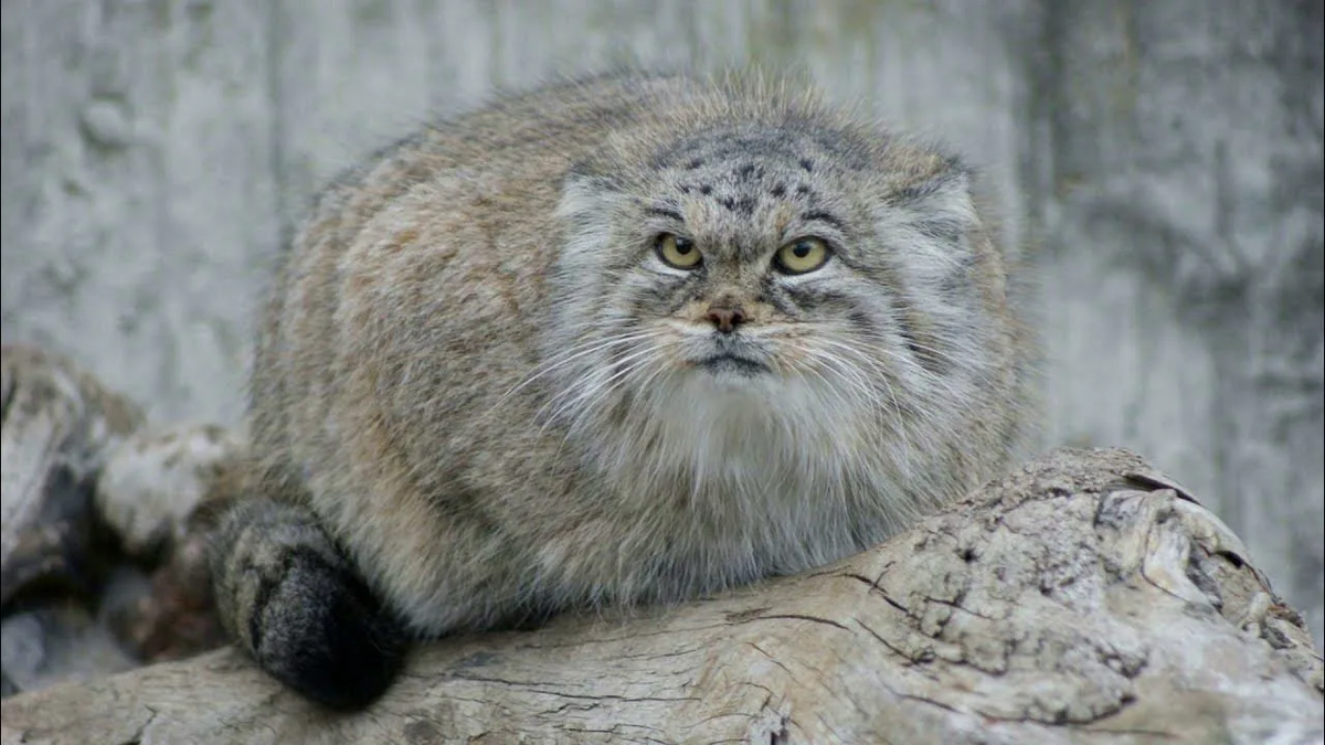 Манул - самая пушистая кошка в мире.