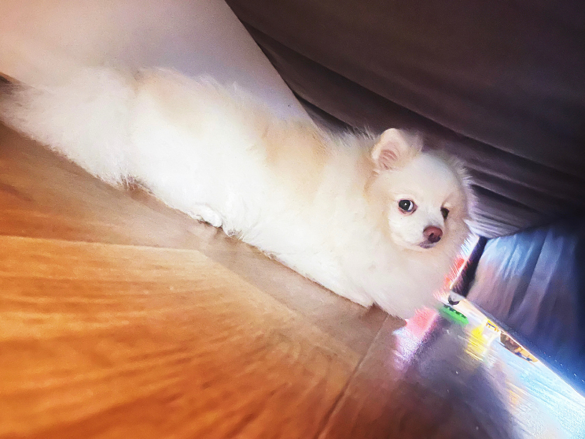 Пряталась под диваном, но Дима нашел и сфоткал😅